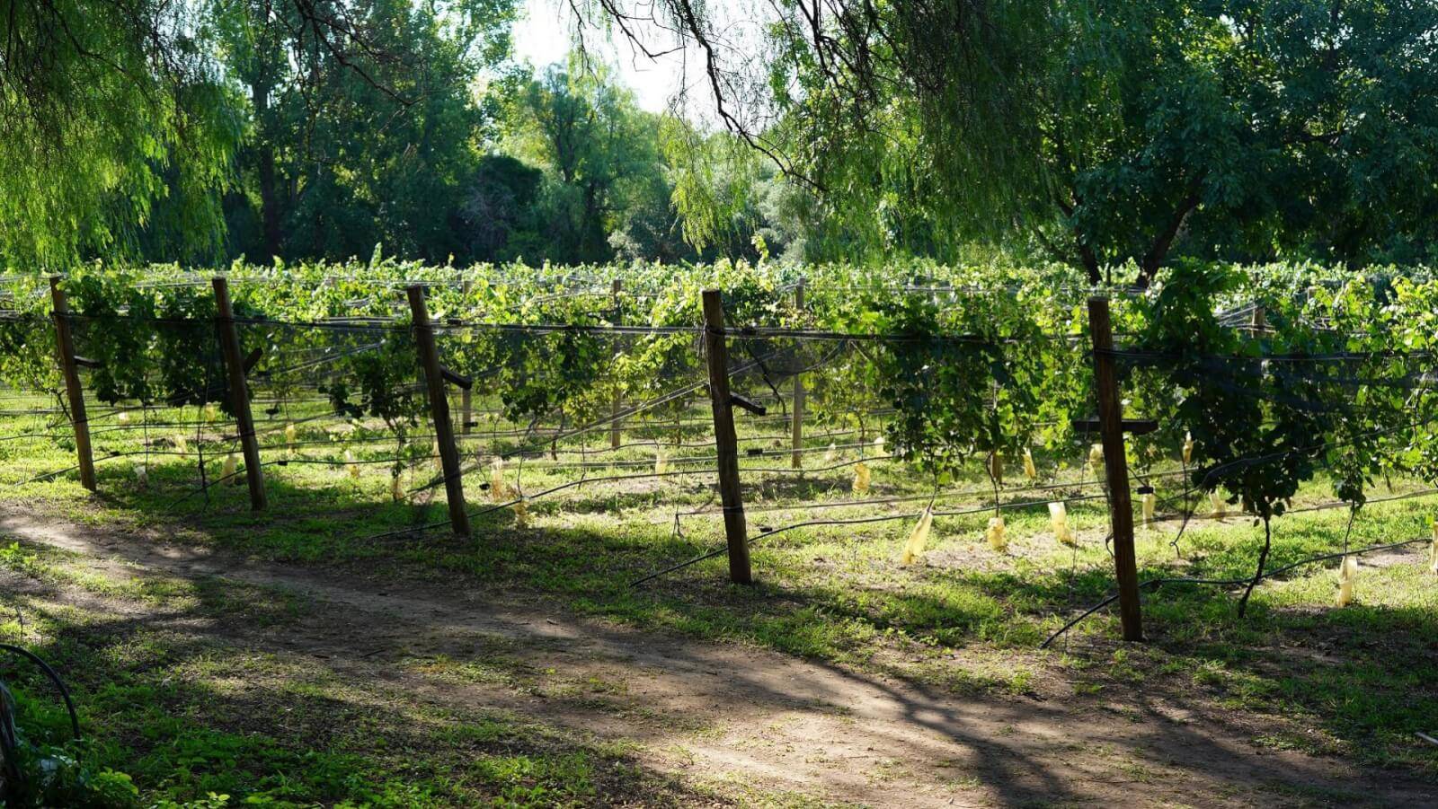 Bodega Alma Minera