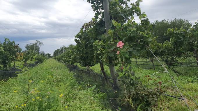 Finca Robledo Balzarini