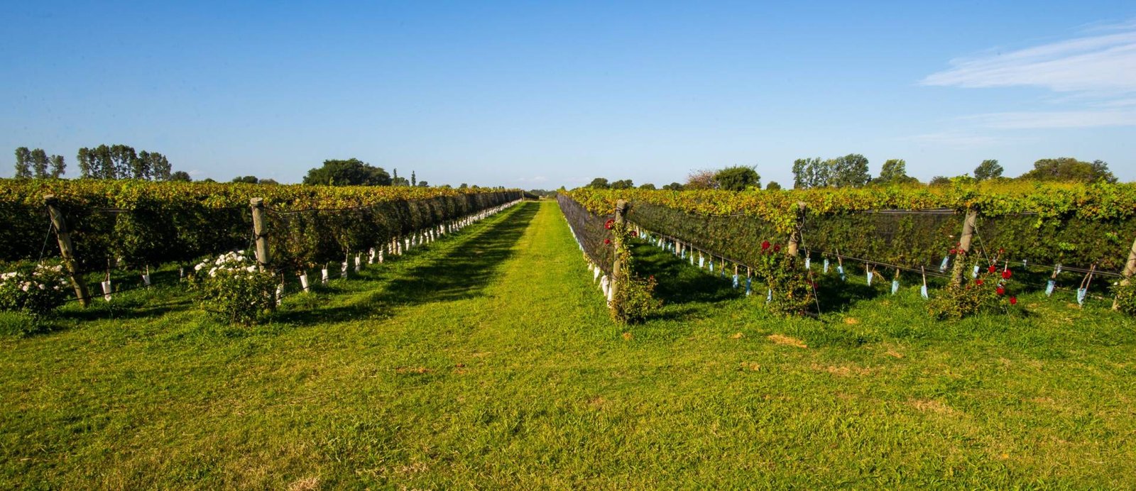 Viñedo Terra Camiare