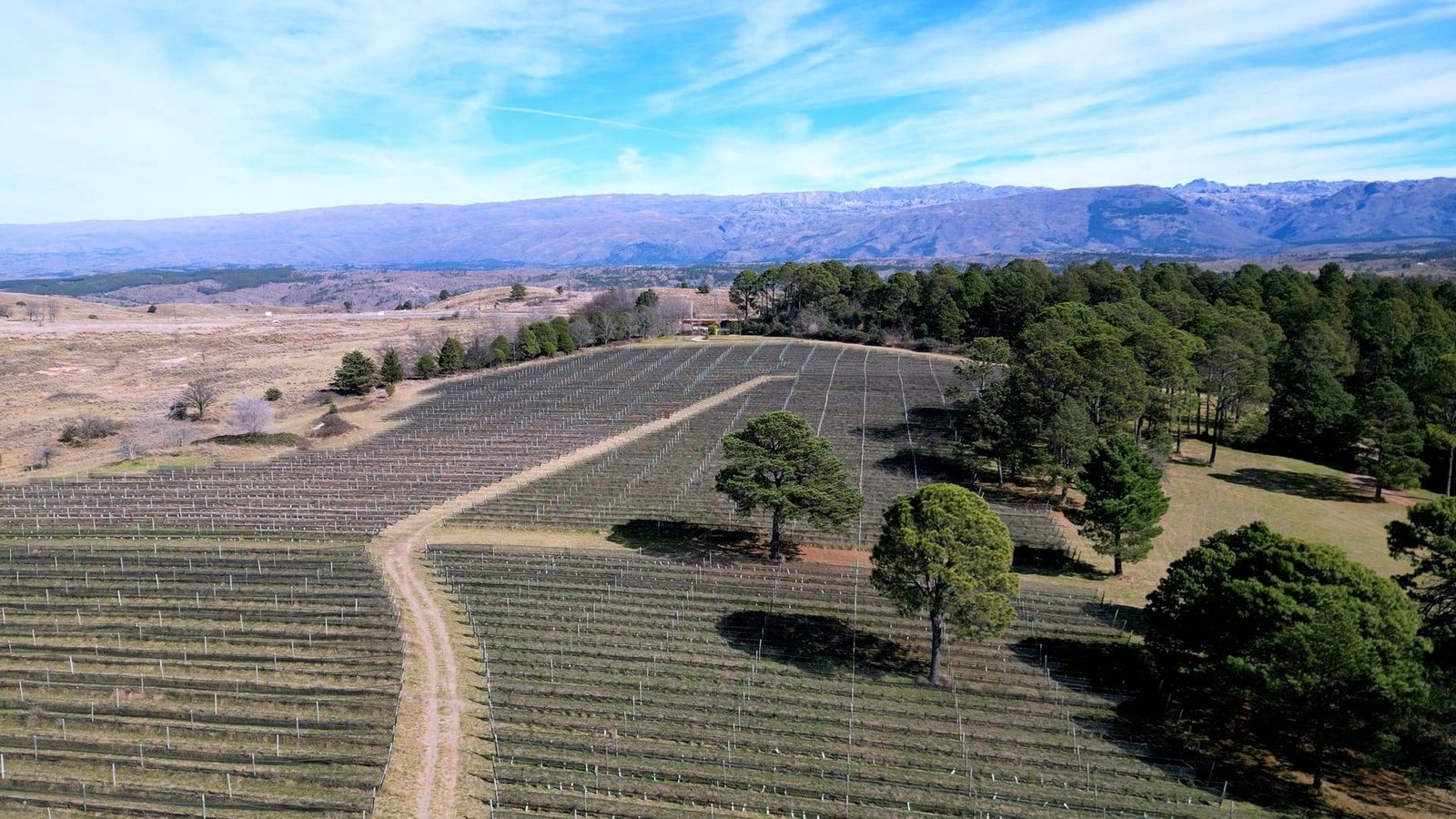 Viñedo Finca Atos
