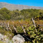 Viñedo Traslasierra Champaquí 
