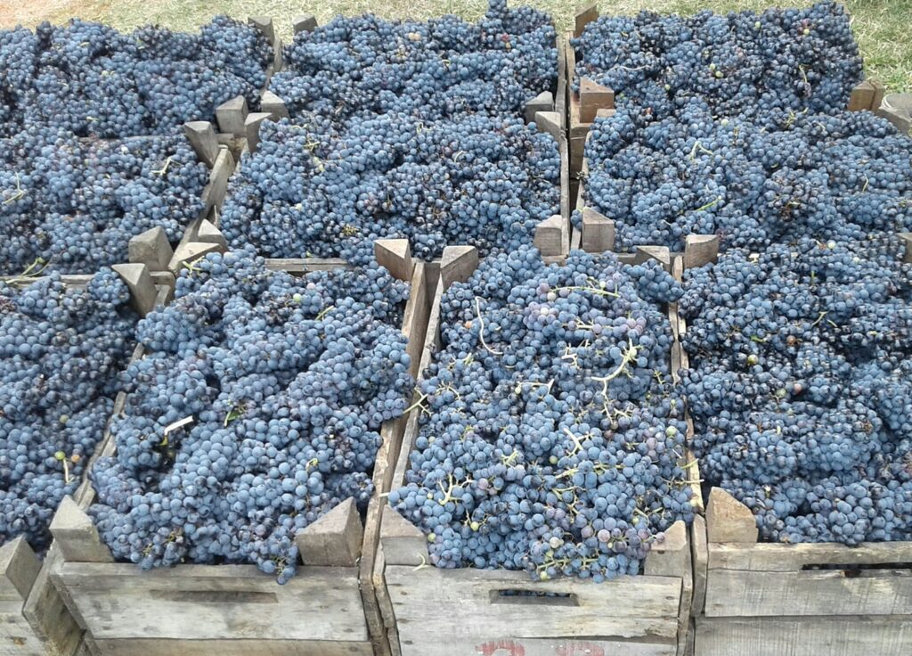 Finca Rosel Sierras Chicas vendimia