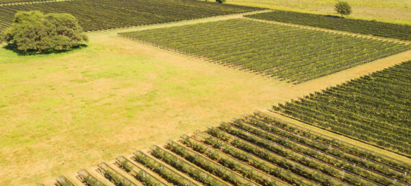 Viñedo Terra Camiare experiencias