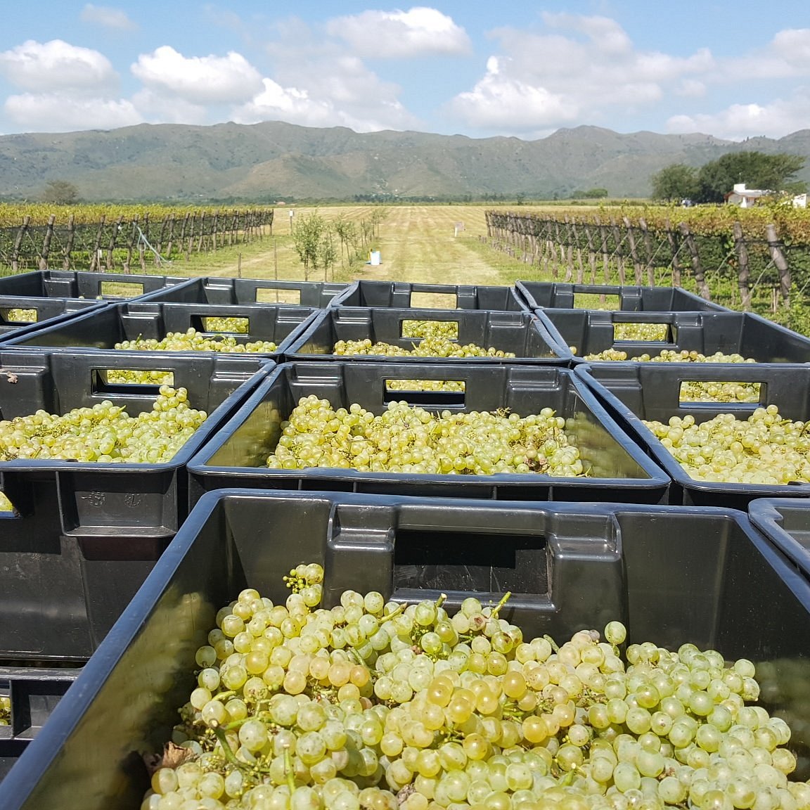 Copas de Bodega Furfaro