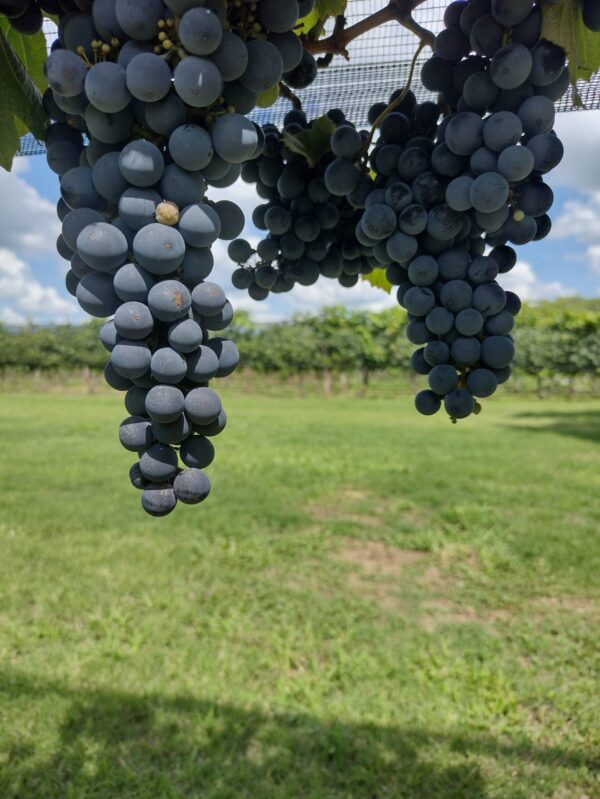 Racimos de Malbec viñedo en Córdoba