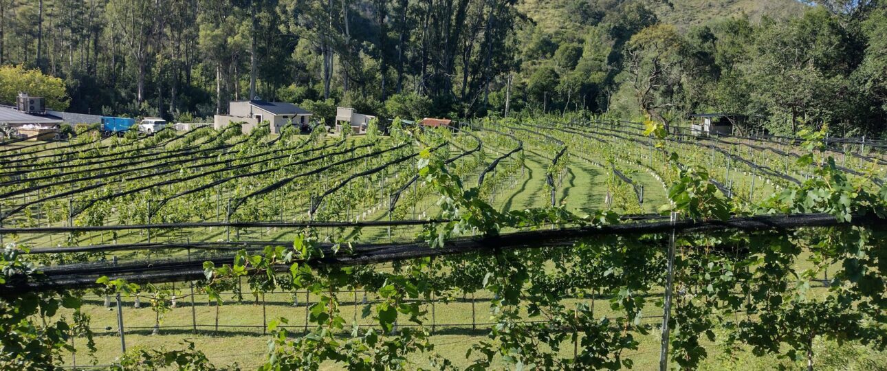 Bodega Finca La Granja Paravachasca