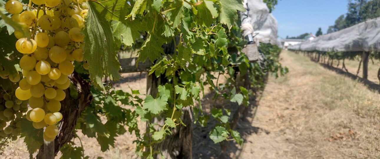 Experiencia Vendimia en Córdoba Caminos del Vino