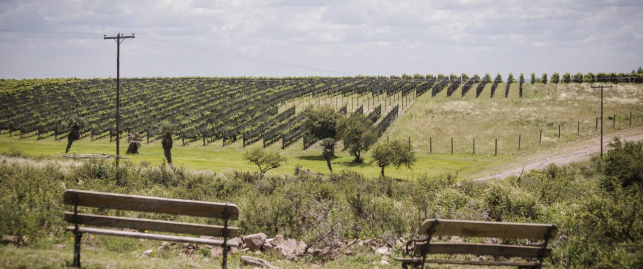 Bodega Del Gredal Norte Viñedo