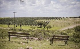 Bodega Del Gredal Norte Viñedo