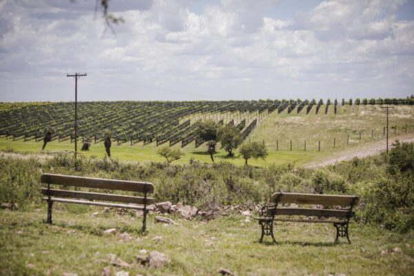 Bodega Del Gredal Norte Viñedo