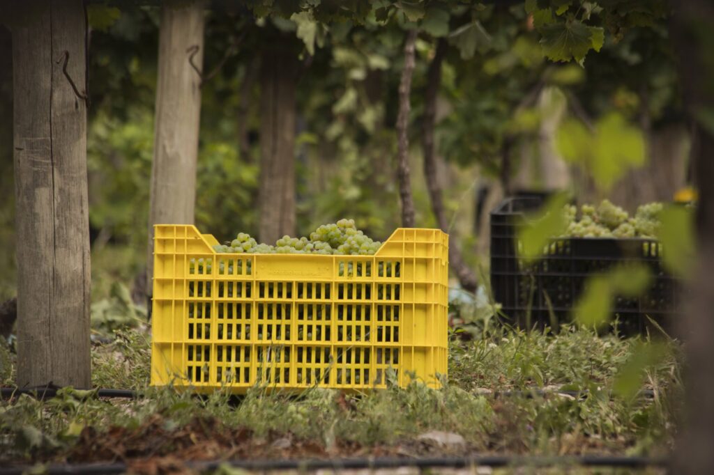 Vendimia en Córdoba Norte Cordobés bodega Caminos del Vino de Córdoba