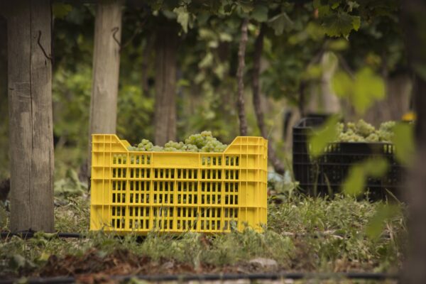 Vendimia en Córdoba Norte Cordobés bodega Caminos del Vino de Córdoba