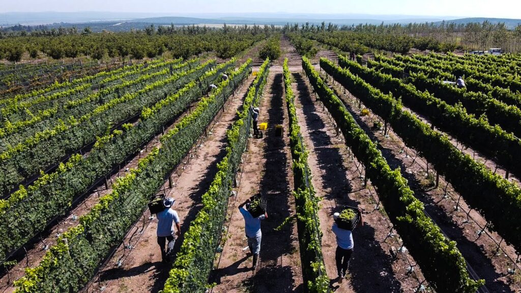 Bodega Del Gredal Norte Vendimia bodega Caminos del Vino de Córdoba