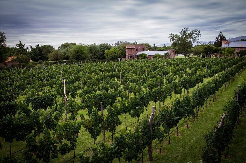 Finca la Marta bodega Caminos del Vino de Córdoba viñedo punilla