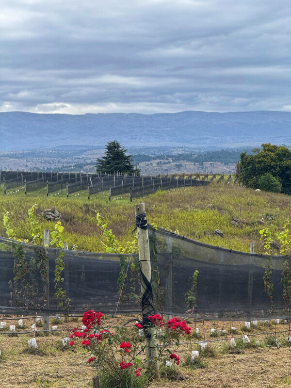 Bodega Juana Urbana Calamuchita