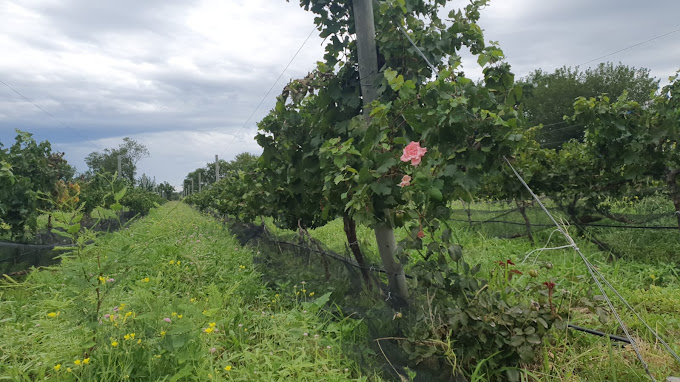 Finca Robledo Balzarini Noroeste bodega Caminos del Vino de Córdoba
