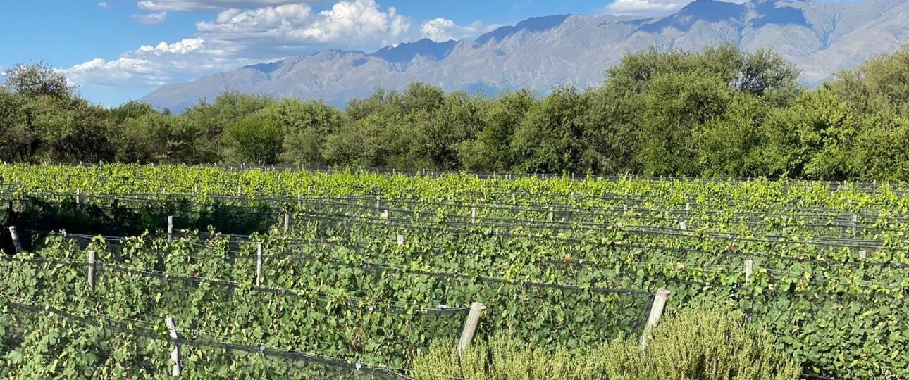 Finca El Boleado Traslasierra bodega Caminos del Vino de Córdoba