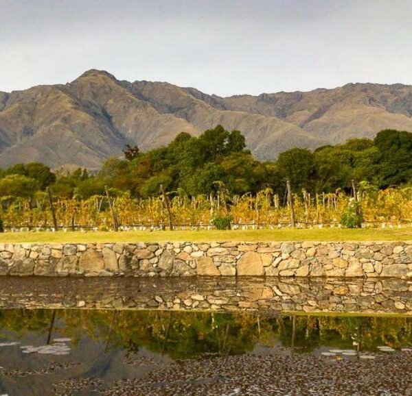 Bodega Araoz de Lamadrid viñedo Champaquí