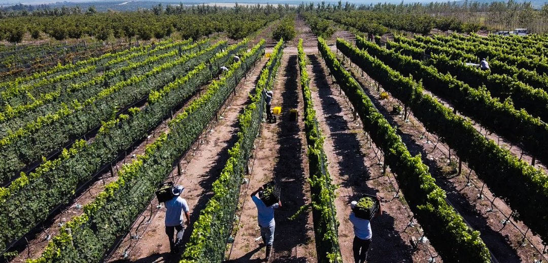 Bodega Del Gredal Norte Vendimia bodega Caminos del Vino de Córdoba