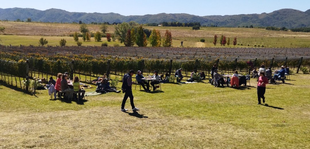 Vendimia en Finca Vista Grande viñedo actividades de enoturismo