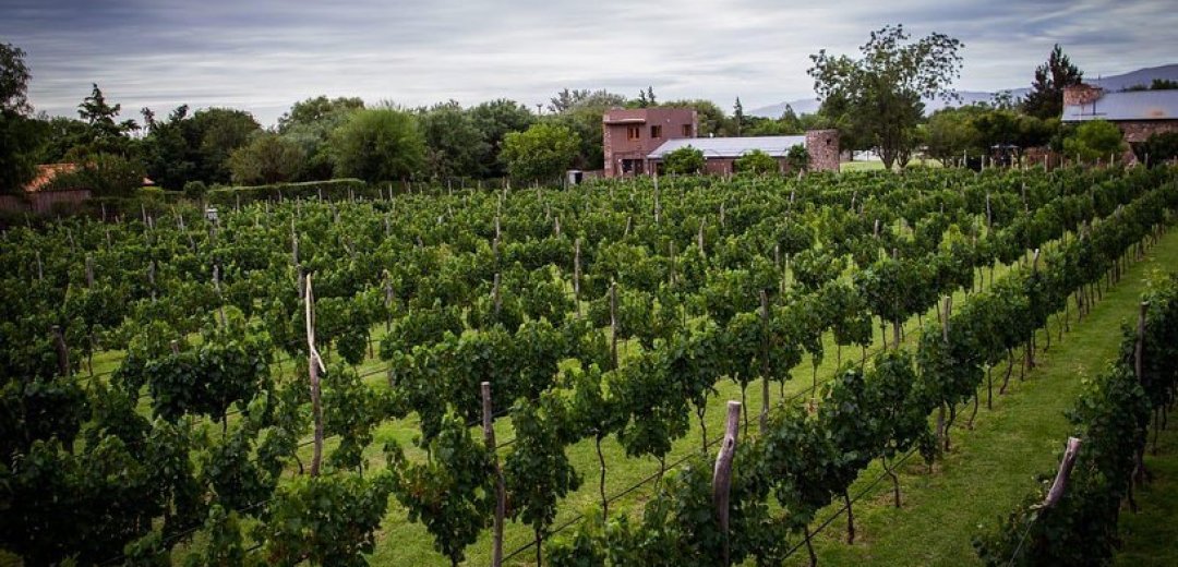 Finca la Marta bodega Caminos del Vino de Córdoba viñedo punilla