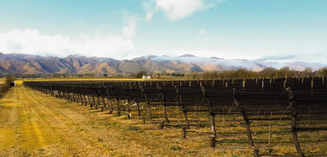 Bodega Familia Furfaro Calamuchita viñedo