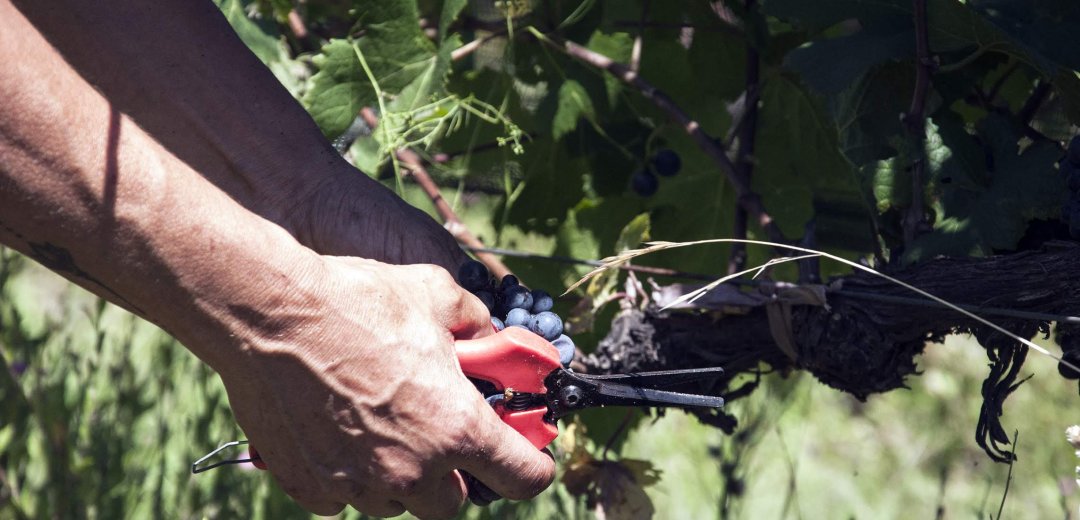 Experiencia Vendimia en Córdoba Pinot Noir