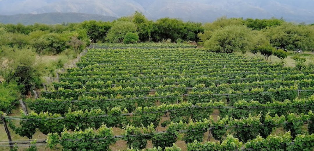 Bodega Sierra y Monte