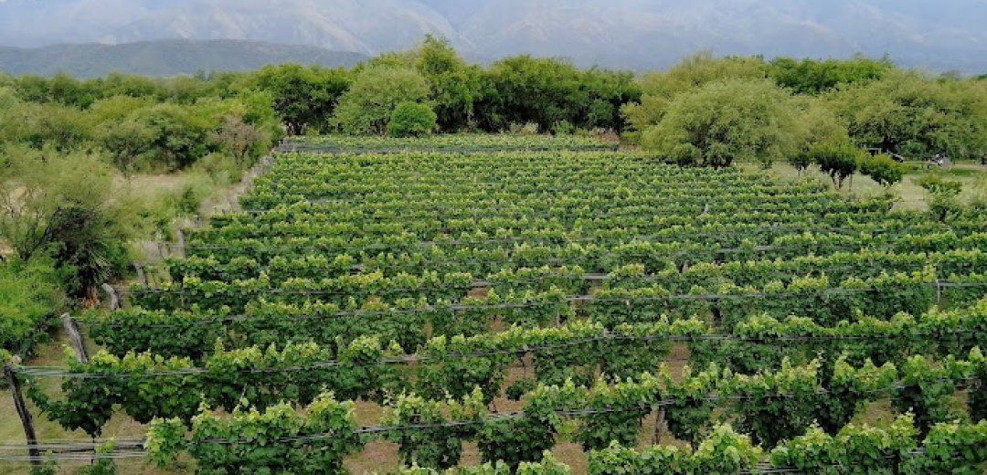 Bodega Sierra y Monte