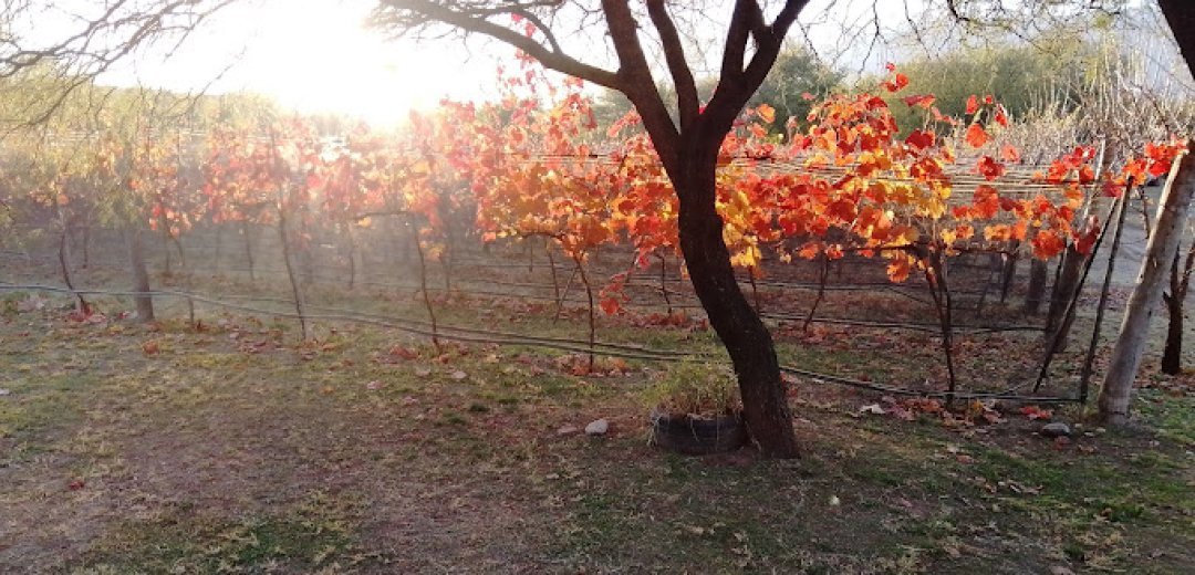 Sunsets en Viñedos