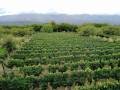 Bodega Sierra y Monte